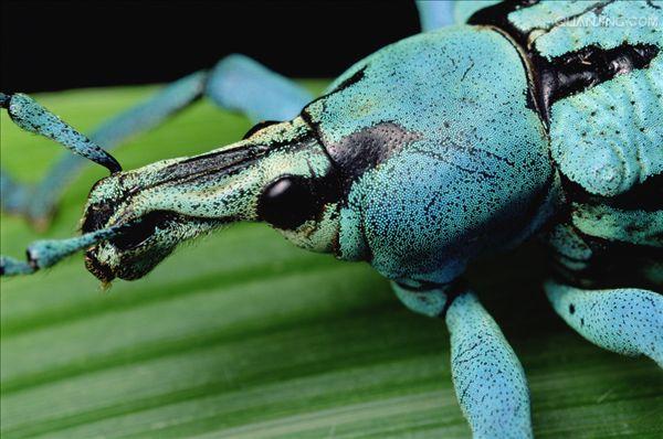  p> a href="#">鞘翅目 /a>(coleoptera)象甲科( i>curculionidae