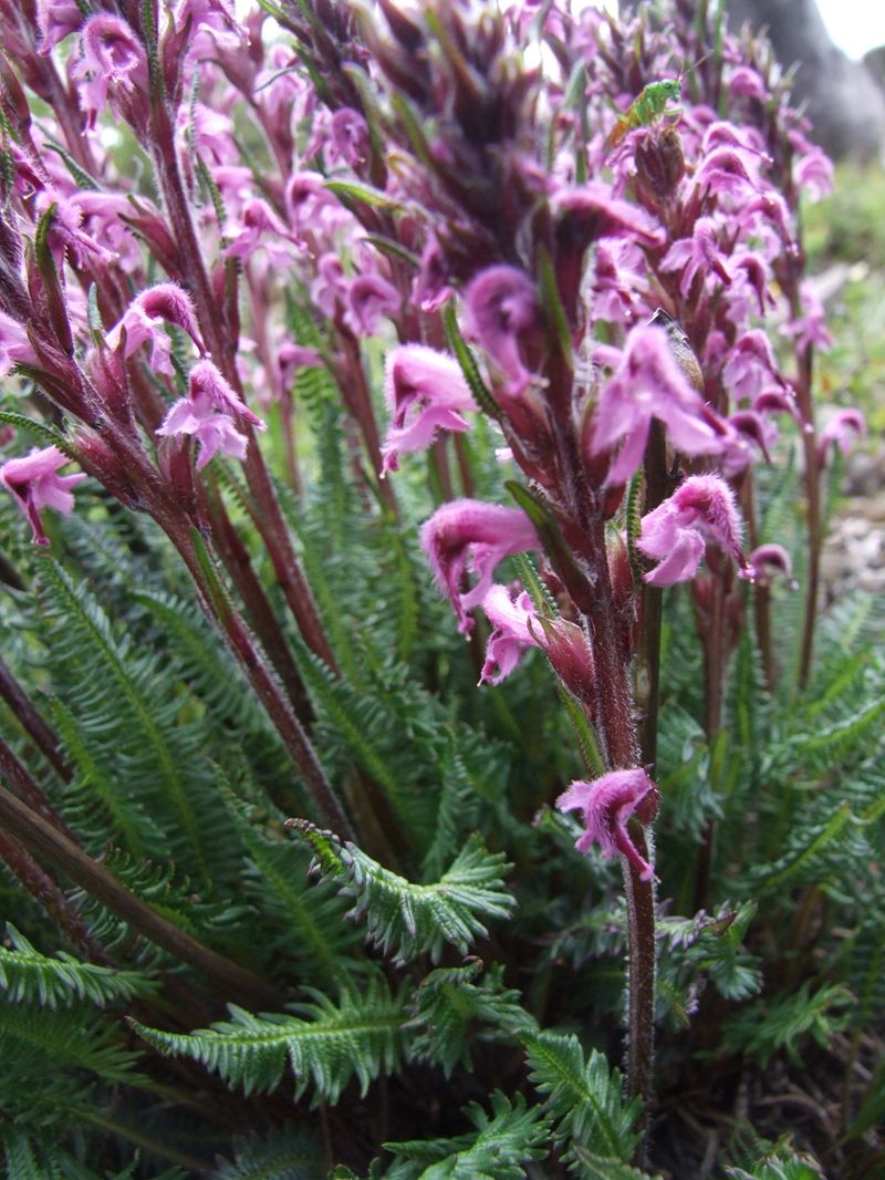  p>山西马先蒿,pedicularis shansiensis tsoong,为 a target="_blank