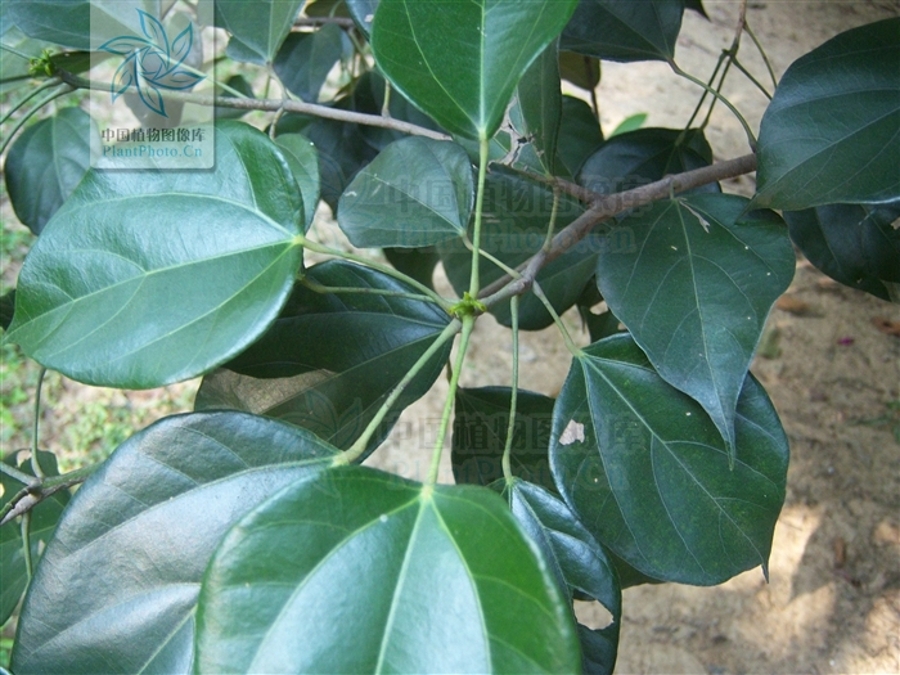  p>蚬木,拉丁学名: i>excentrodendron hsienmu /i>(chun et how) h.