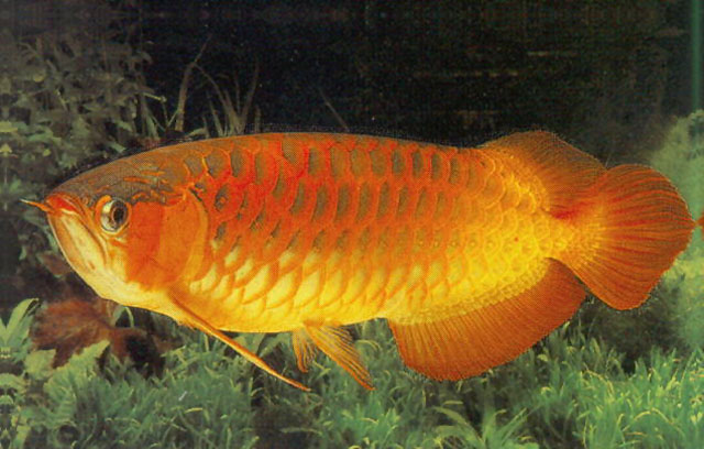  p>美丽硬仆骨舌鱼(学名: i>scleropages formosus /i>):又名 a