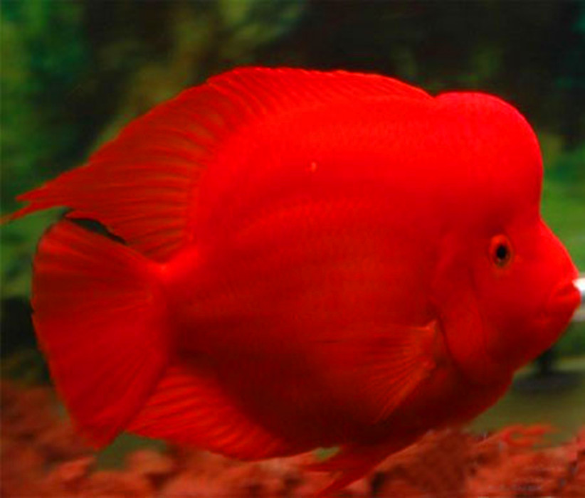 红魔鬼鱼