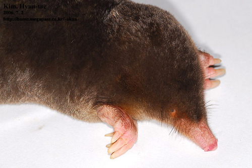  p>长吻鼹(学名: i>euroscaptor longirostris  
