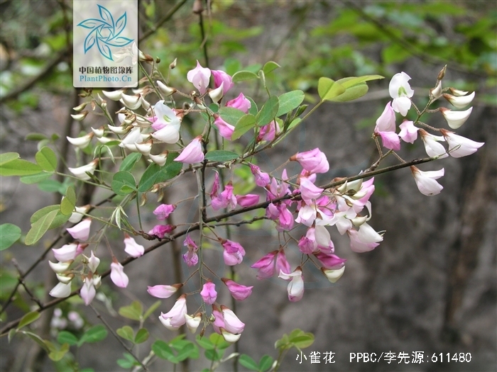  p>小雀花,是 a target="_blank" href="/item/豆科/3672199" data