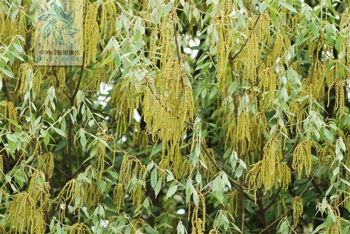  p>滇青冈,cyclobalanopsis glaucoides schotky,别名:滇椆,拟槠, a