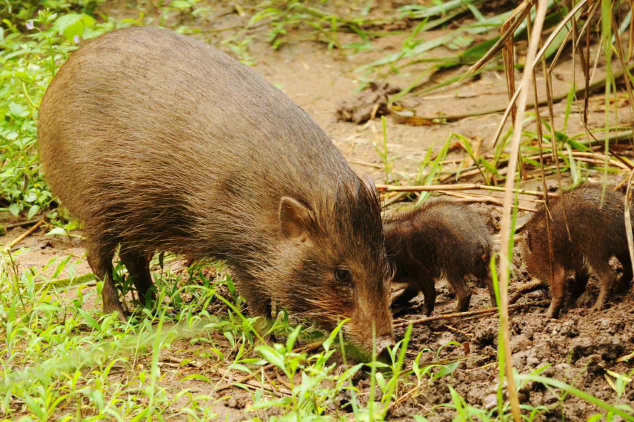  p>侏儒猪属(学名: i>porcula /i>):是哺乳纲,猪科的一个属,仅有一种