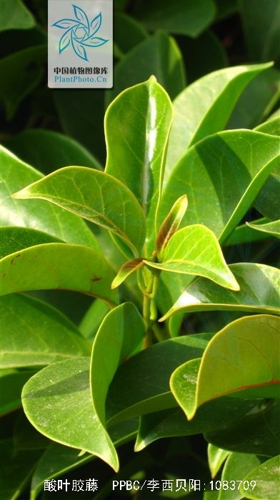  p>酸叶胶藤,别称:头林心(广西思乐);斑鸪藤,厚皮藤(广东海南);藤风