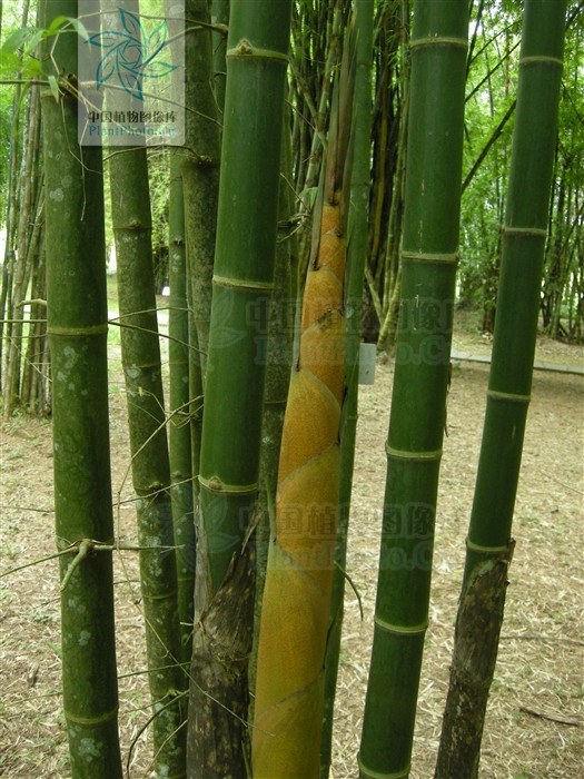 本种植株婷婷玉立,姿态优雅秀美,是良好的观赏用竹.