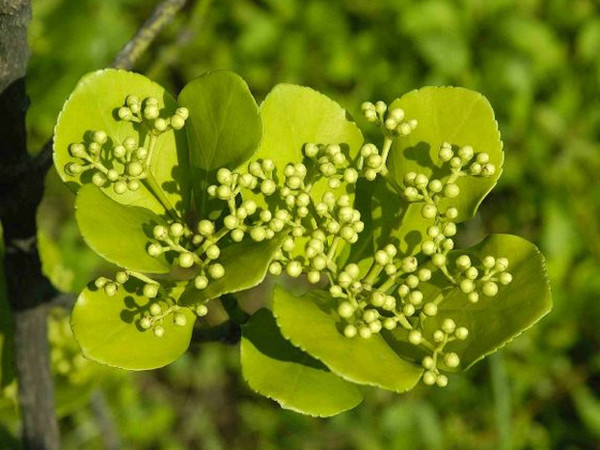  p data-id="ta9flyy66olp">冬青卫矛( i>euonymus japonicus /i>