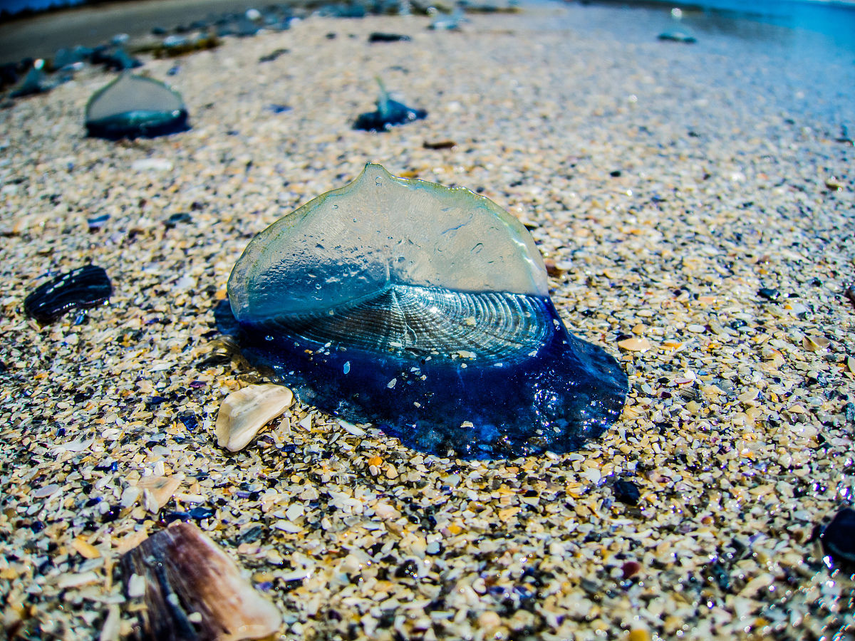 p>帆水母(学名: i>velella velella /i>)是 a href="#">水螅纲 /a>