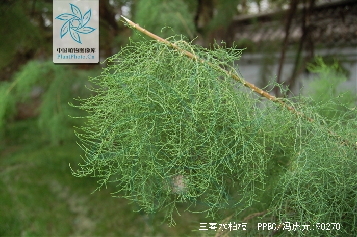 三春水柏枝