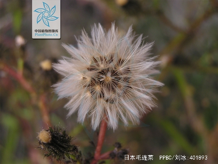  p>日本毛连菜(学名: i>picris japonica /i> thunb.