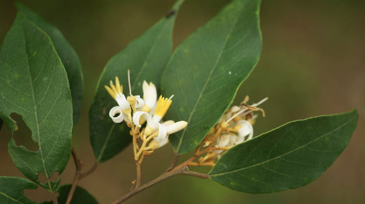 是安息香科安息香属植物.