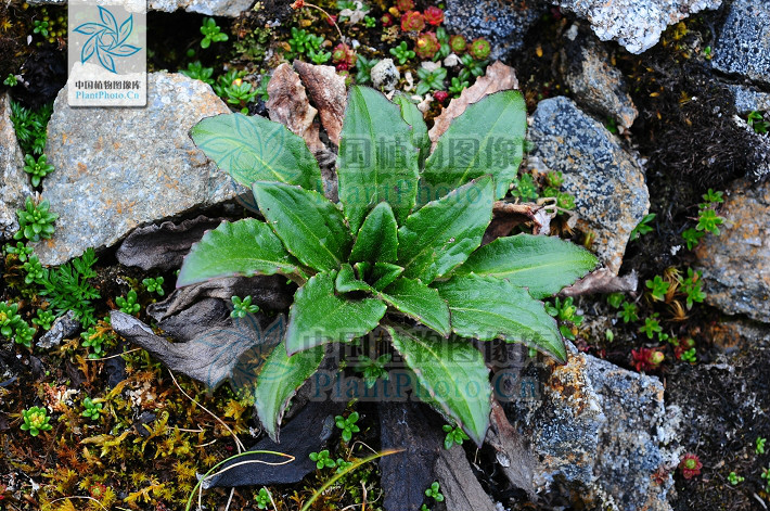  p> b>绵头雪兔子 /b>(学名: i>saussurea laniceps /i>)为 a href="