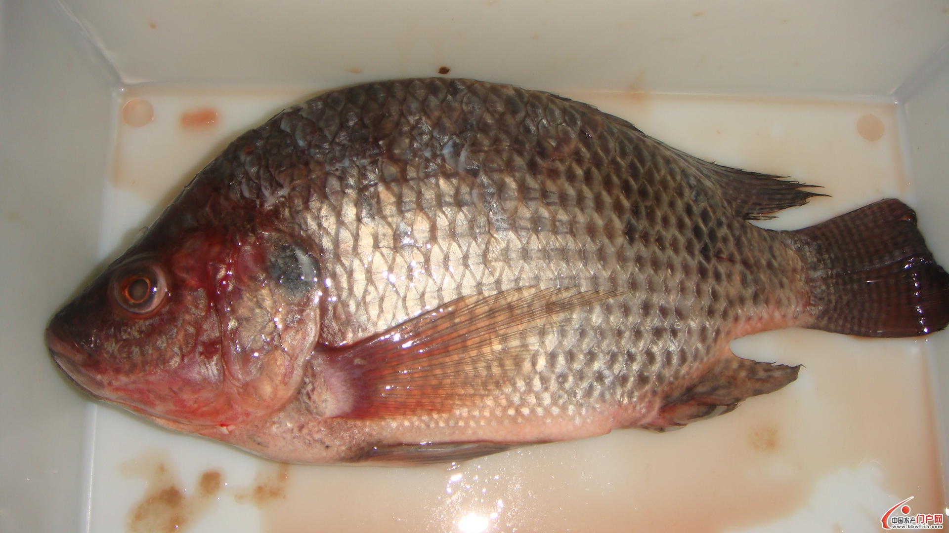 是侵袭性鱼病的一种,主要症状是病鱼瘦弱,防治方法为用2% a target="