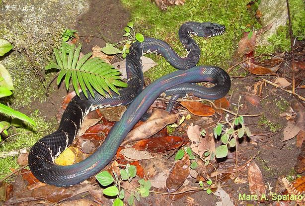  p>柏氏树蟒又名黑钻树蟒, a target="_blank" href="/item/波氏莫瑞