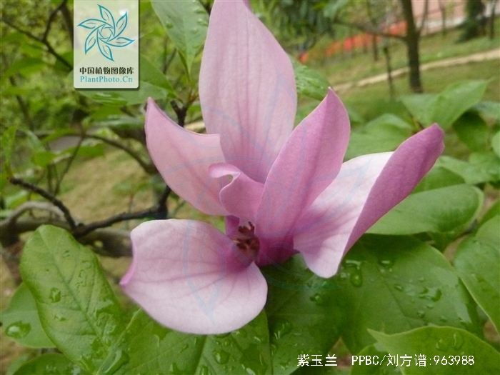  p>紫玉兰(学名: i>magnolia liliflora  /i>desr.