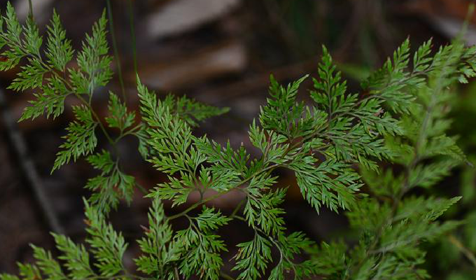  p>黑色金粉蕨(学名:onychium cryptogrammoides christ)是中国蕨科