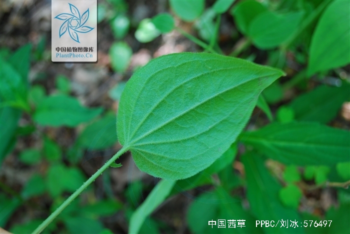  p>中国茜草,是 a href="#">茜草科 /a>,茜草属植物.