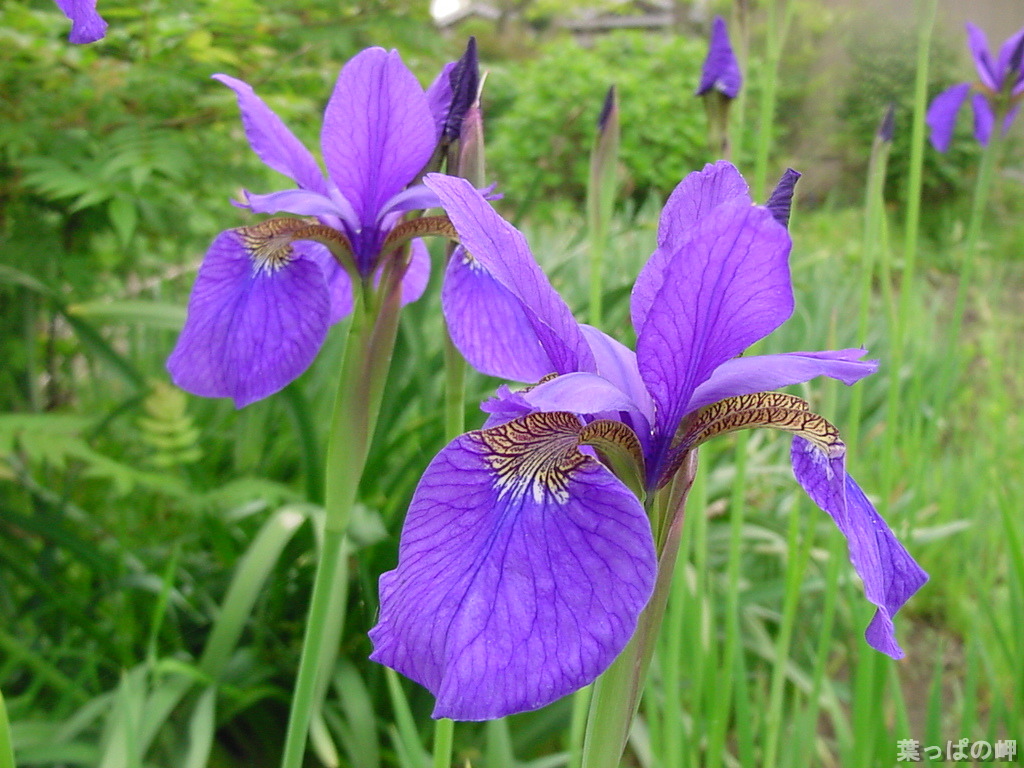  p>西伯利亚鸢尾(学名: i>iris sibirica   /i>l.