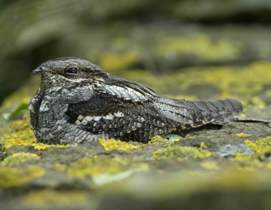  p>欧夜鹰(学名: i>caprimulgus europaeus /i>):体重75-100克,体长26