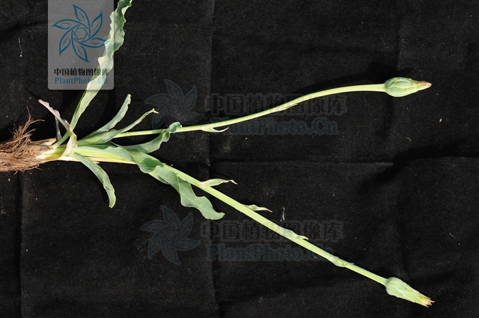  p>老虎嘴,桃叶鸦葱:多年生草本.