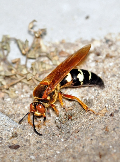  p>膜翅目(hymenoptera)泥蜂科(sphecidae) a target="_blank" href="