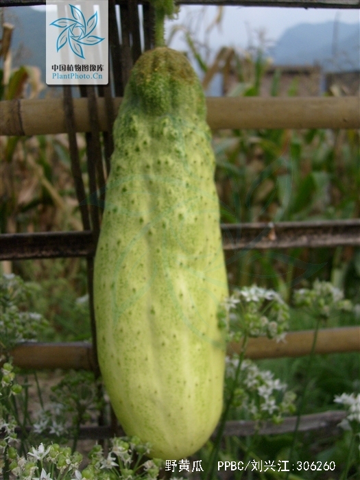  p>野黄瓜,中药名.