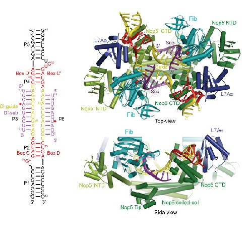 叶绿素 蛋白质复合物 百度百科