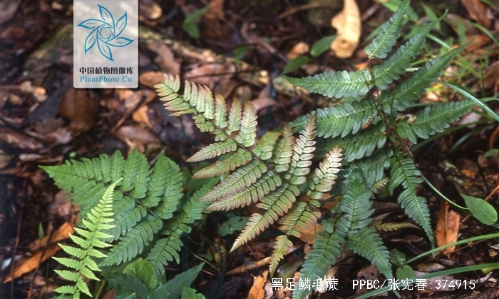 黑足鳞毛蕨