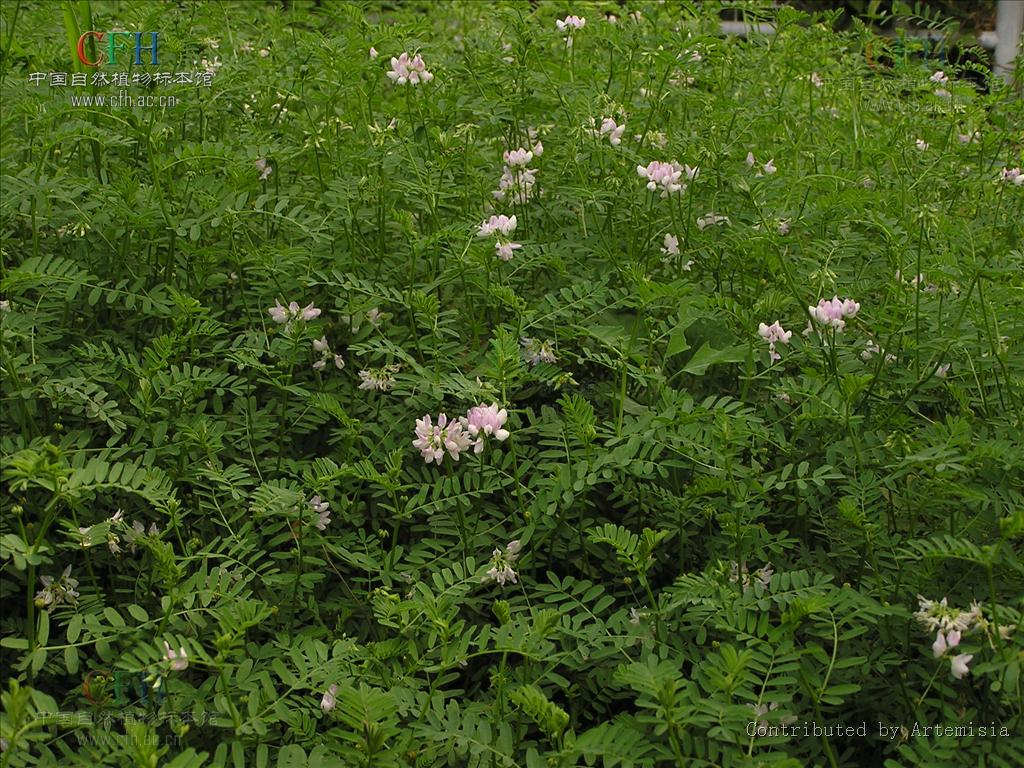 是 a target="_blank" href="/item/双子叶植物纲/229183" data