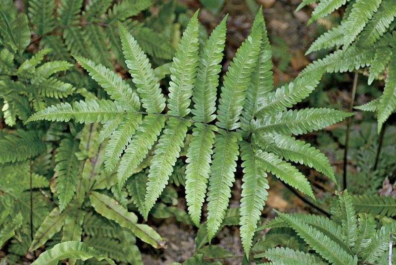  p>花莲三叉蕨,叉蕨科,叉蕨属,中型或大型土生植物.