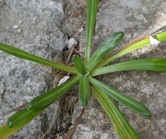 为菊科植物细叶鼠曲草 i>gnaphalium  japonicum /i>  thunb.