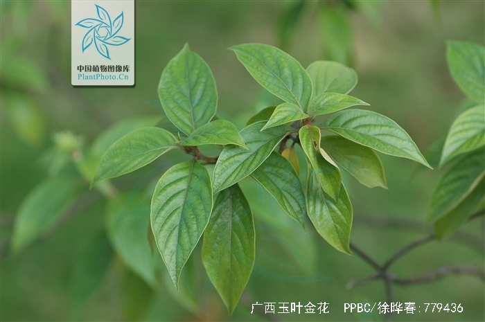  p>广西玉叶金花(学名:mussaenda kwangsiensis li)是茜草科 a target