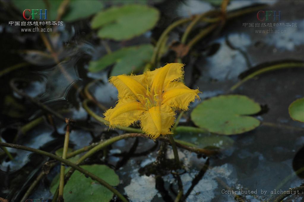  p>水金莲花,别名: a href="#" data-lemmaid="22953">金莲花 /a>