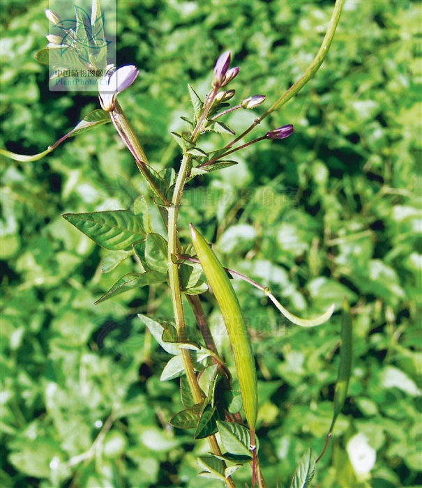 皱子白花菜