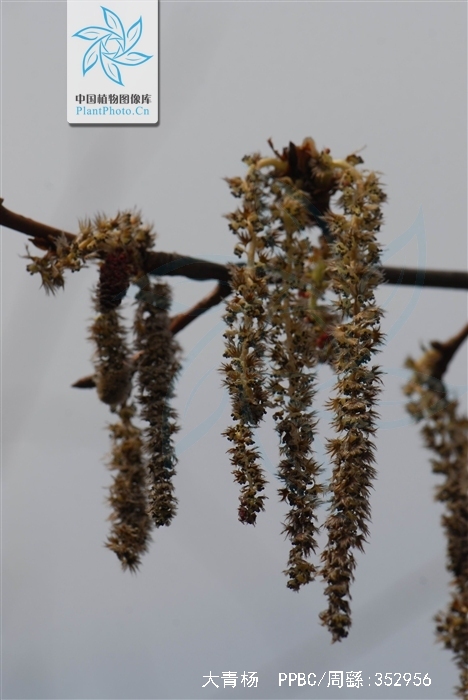 populus ussuriensis kom