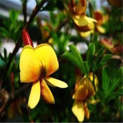  span class="ref" data-ctrid="sxnjkrykg75p">紫雀花属 /span> sup