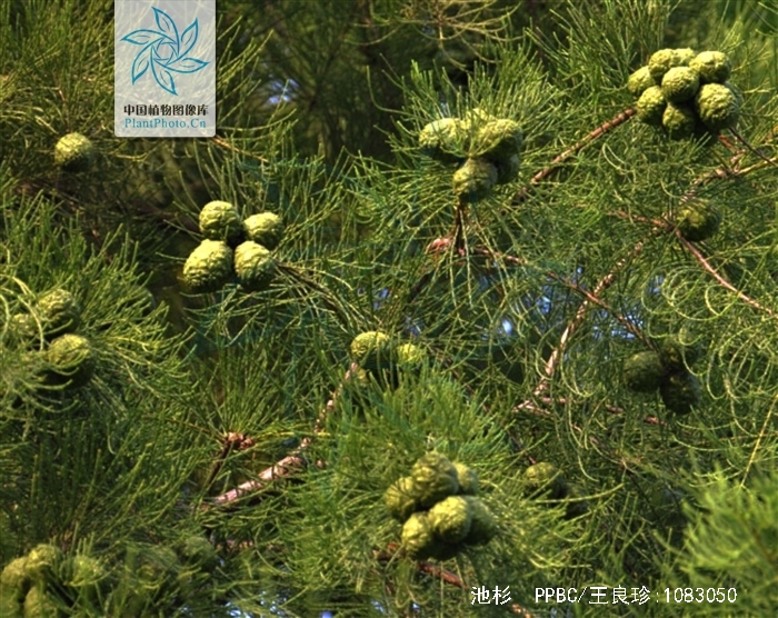  p>池杉(学名: i>taxodium distichum /i> var.