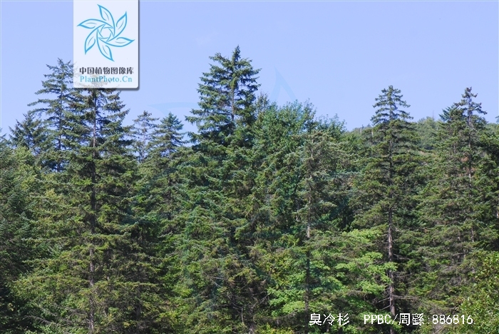  p>臭冷杉(拉丁学名: b>abies /b>  b>nephrolepis /b> (trautv.