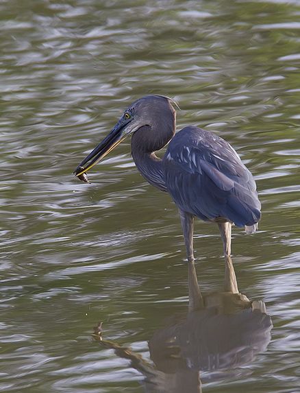  p>大嘴鹭(学名: i>ardea sumatrana /i>)是一种大型 a href="#" data