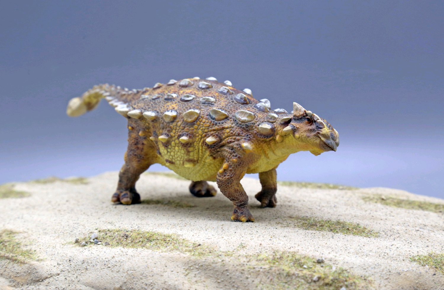 甲龙的化石是在北美洲西部的地层被发现,年代属于白