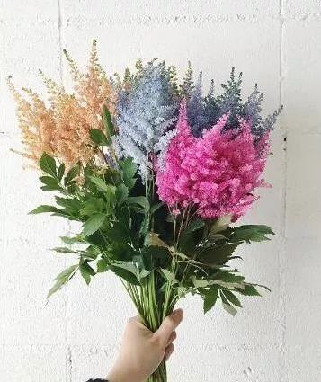 伏毛紫花小升麻(变型)