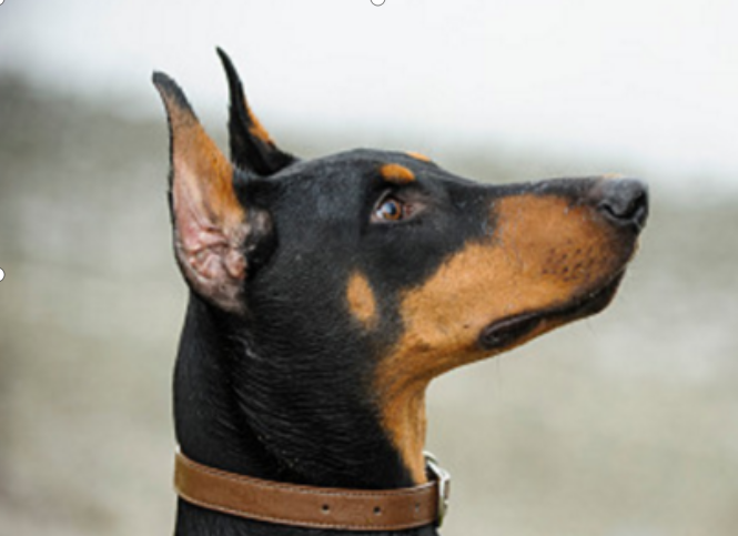 杜宾犬 被强制剪耳朵的背后深意 百科ta说