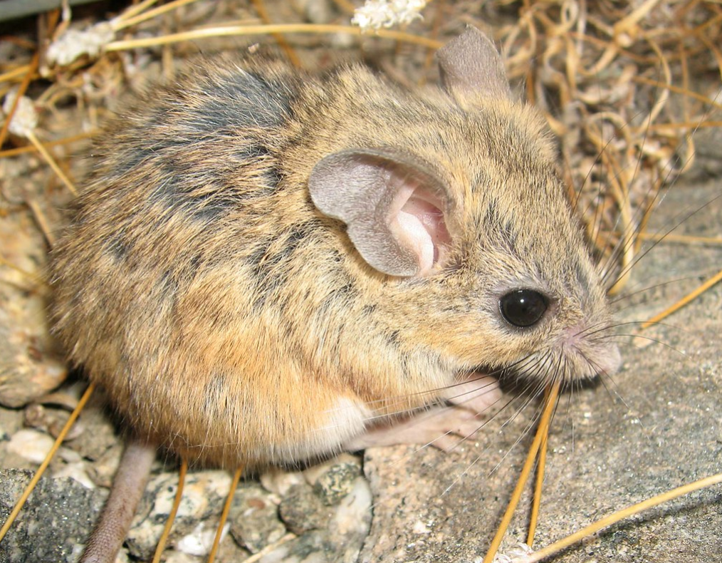 p>荒漠鹿鼠(学名: i>peromyscus eremicus /i>):是哺乳纲,鼠科的啮齿