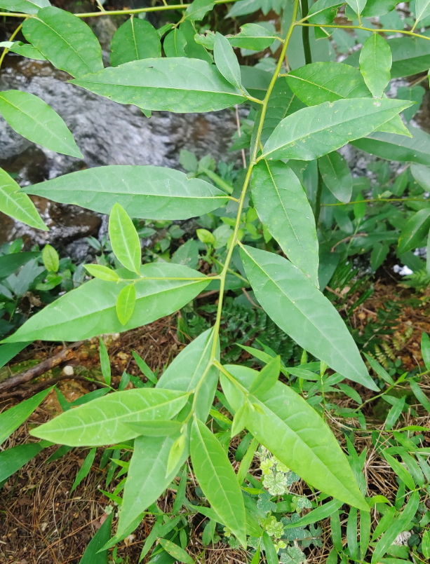 木姜子（樟科木姜子属的一种植物）_百度百科