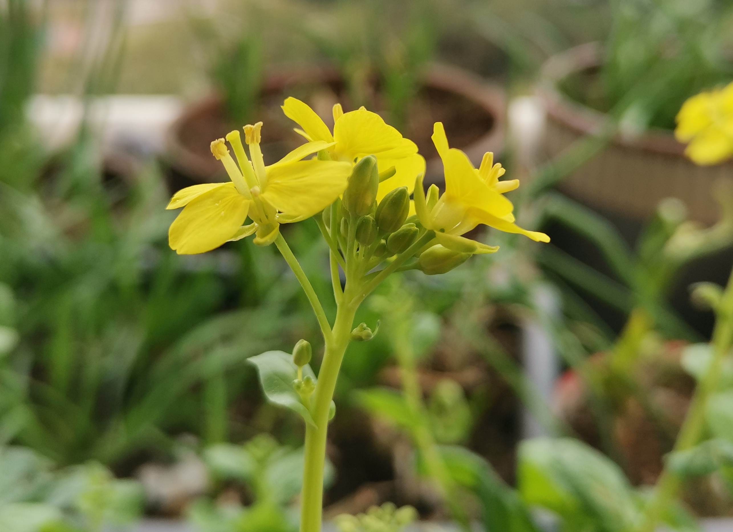  p data-id="gncgafnm19">小白菜,十字花科芸薹属一年生或二年生草本