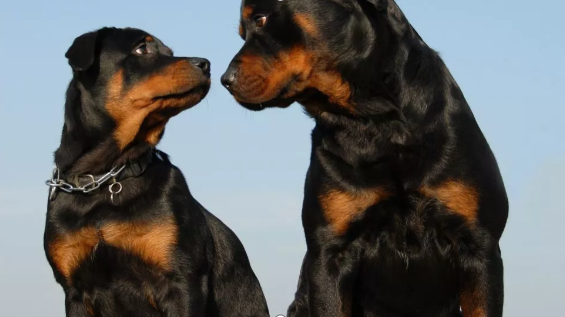 大型狗我们还可以饲养吗 百科ta说