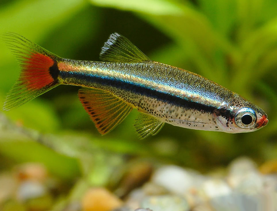 tanichthys albonubes