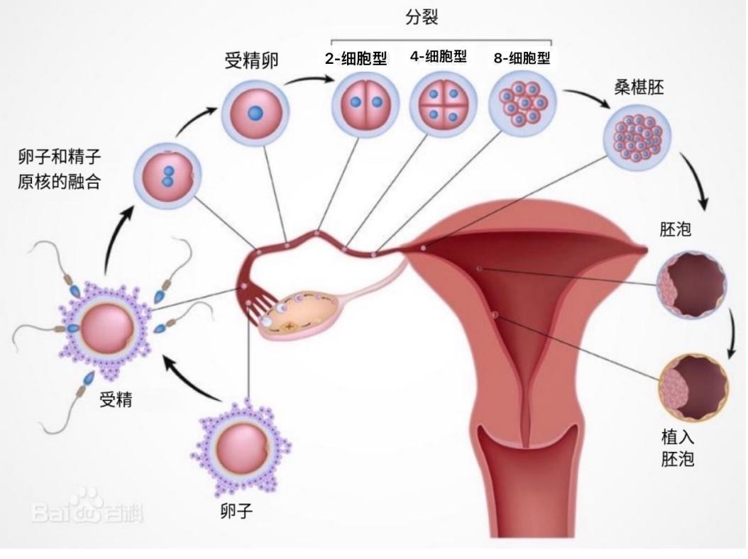 子宫内膜周期性脱落及出血,规律月经的出现是生殖功能成熟的重要标志