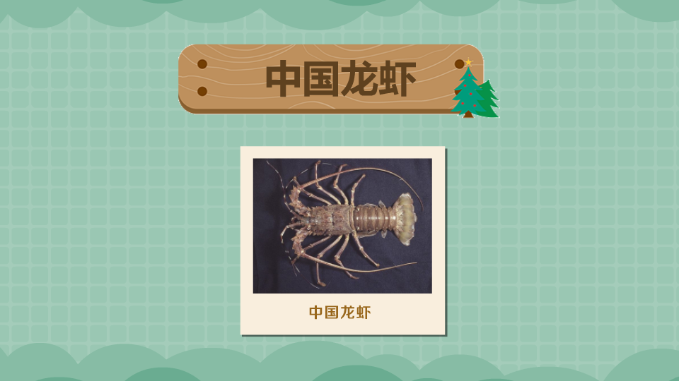 中国龙虾:龙虾属动物